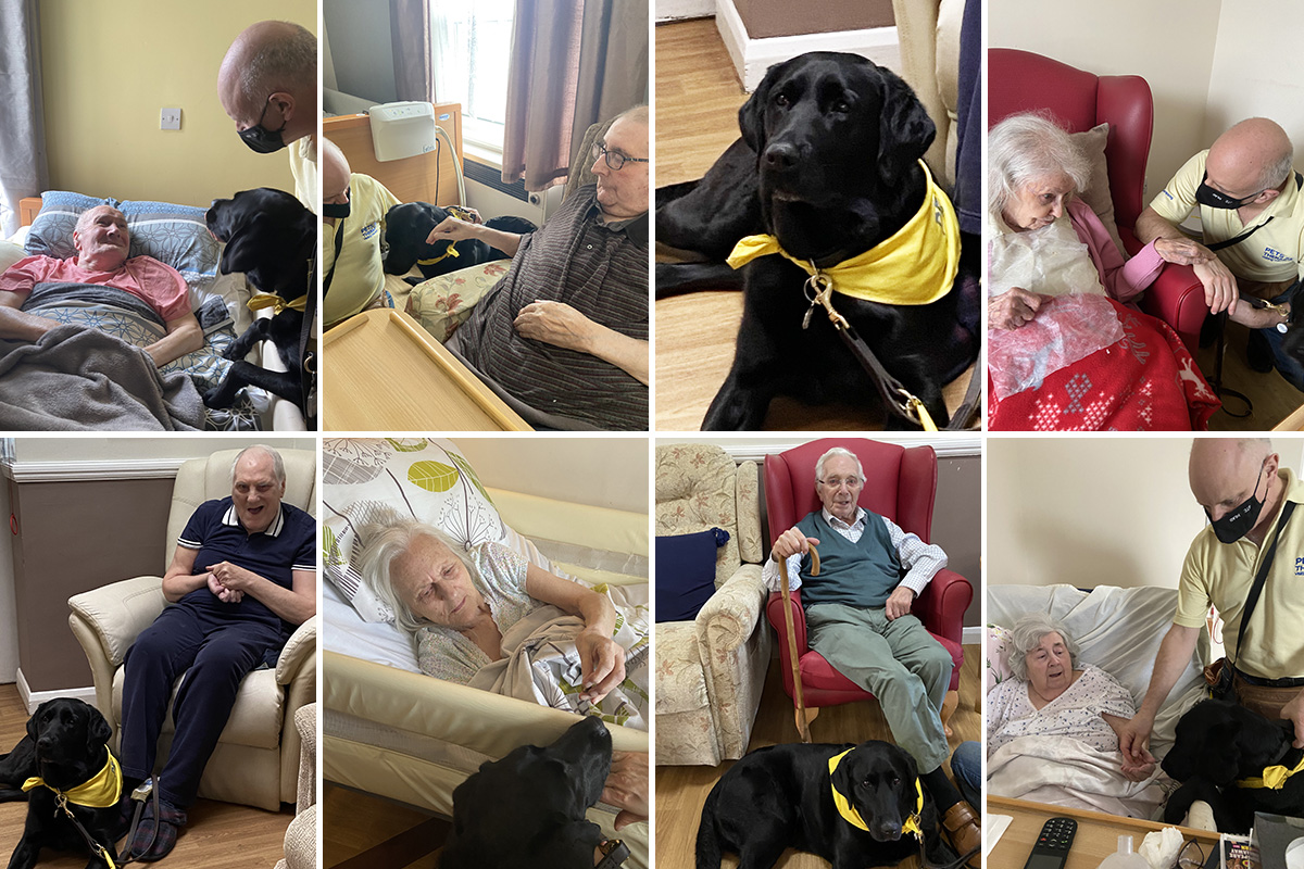A visit from Suzy the PAT dog at Meyer House Care Home