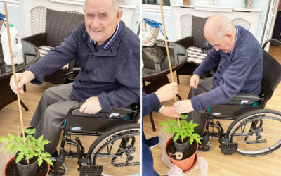 Green fingered Jack prepares his tomato plants at Meyer House Care Home