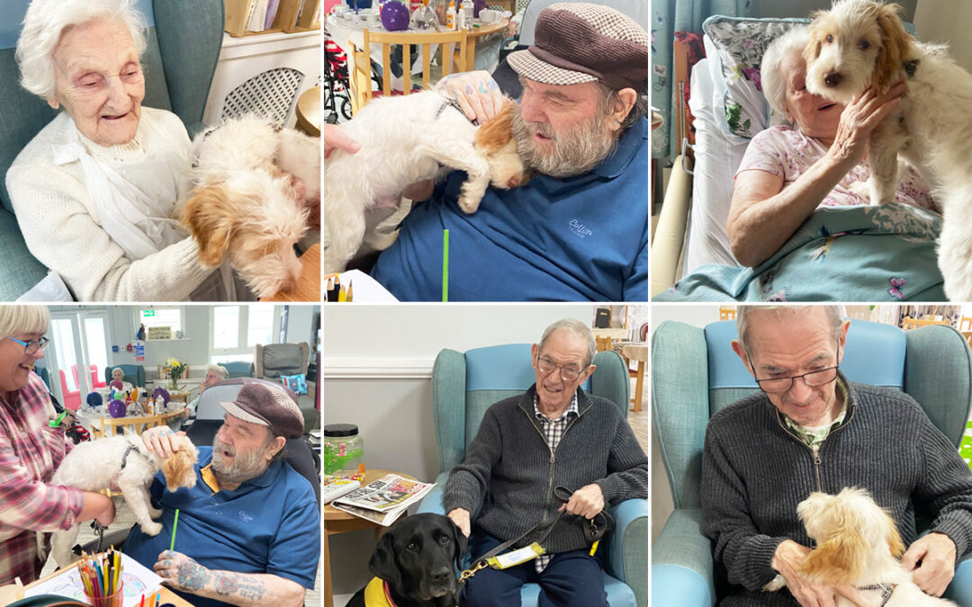 Puppy love at Meyer House Care Home