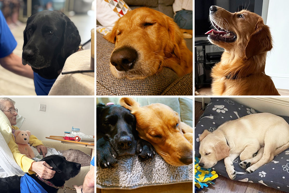 Celebrating our canine companions at Meyer House Care Home